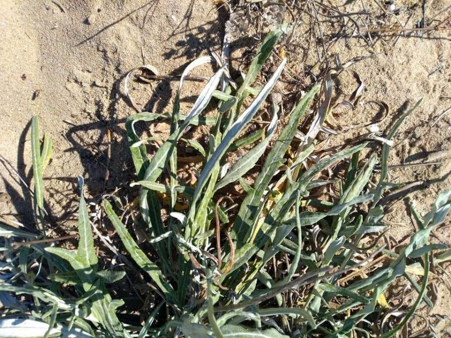 Jurinea kilaea — houseplant care guide