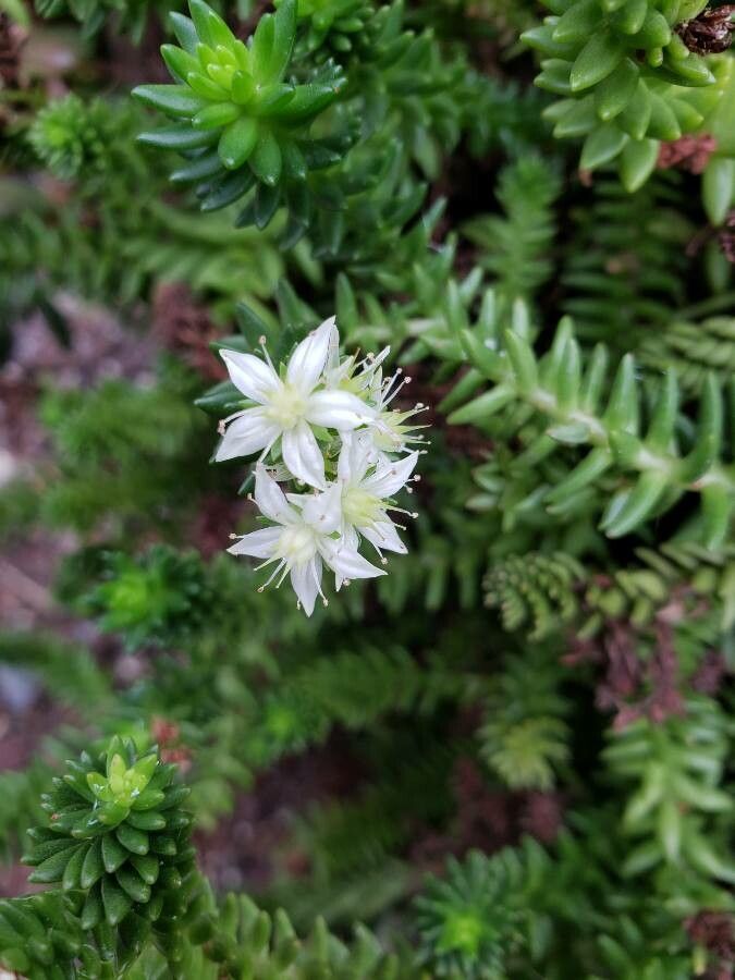 Villadia batesii flower