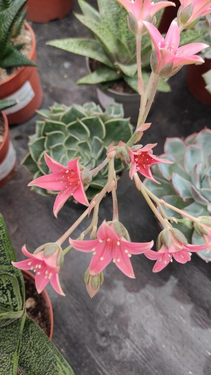 Graptopetalum bellum habit