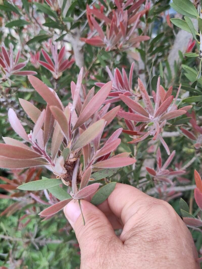 Melaleuca pallida — search result for 'Melaleuca'