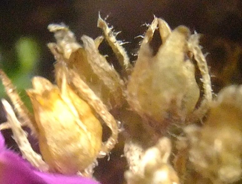 Erinus alpinus fruit