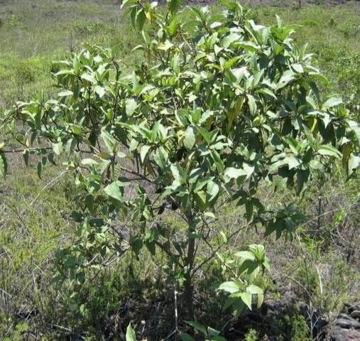 Croton scouleri habit