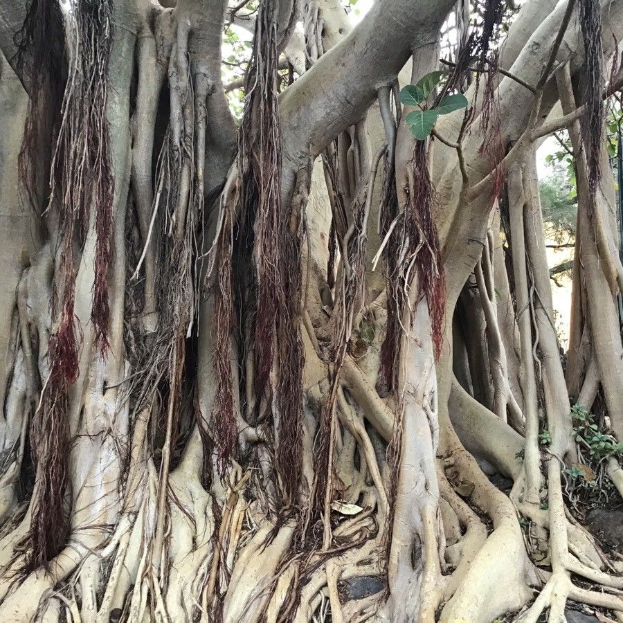 Ficus vasta bark