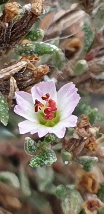 Frankenia ericifolia flower