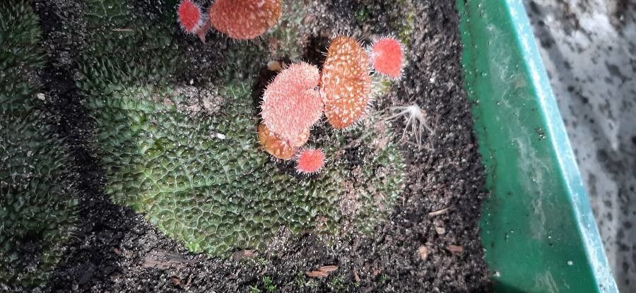 Caiophora andina — related species from the same genus