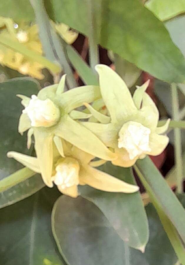 Morrenia odorata flower