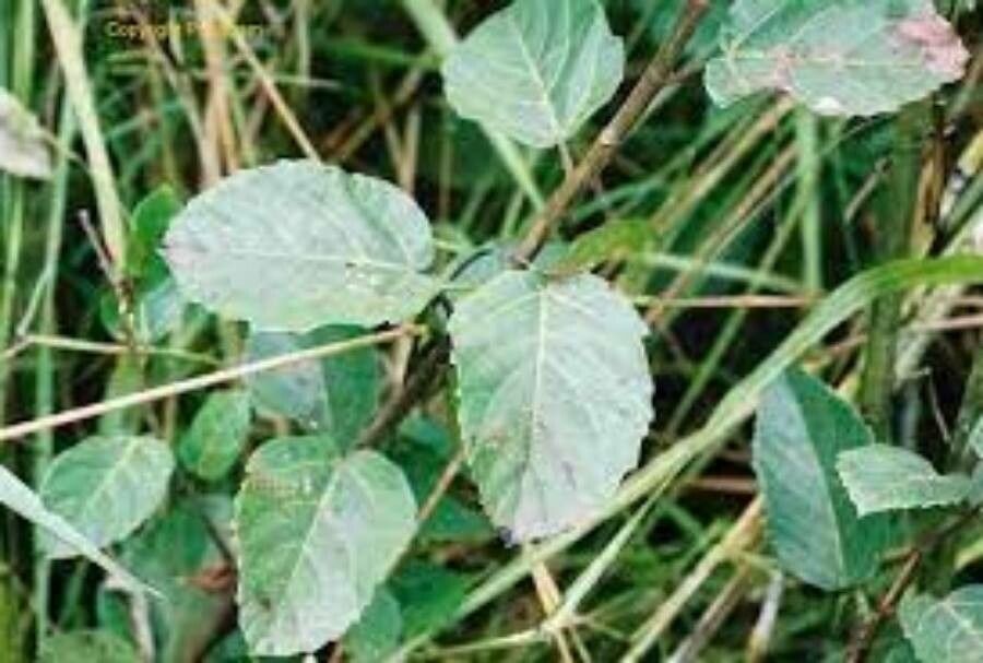 Melochia corchorifolia leaf
