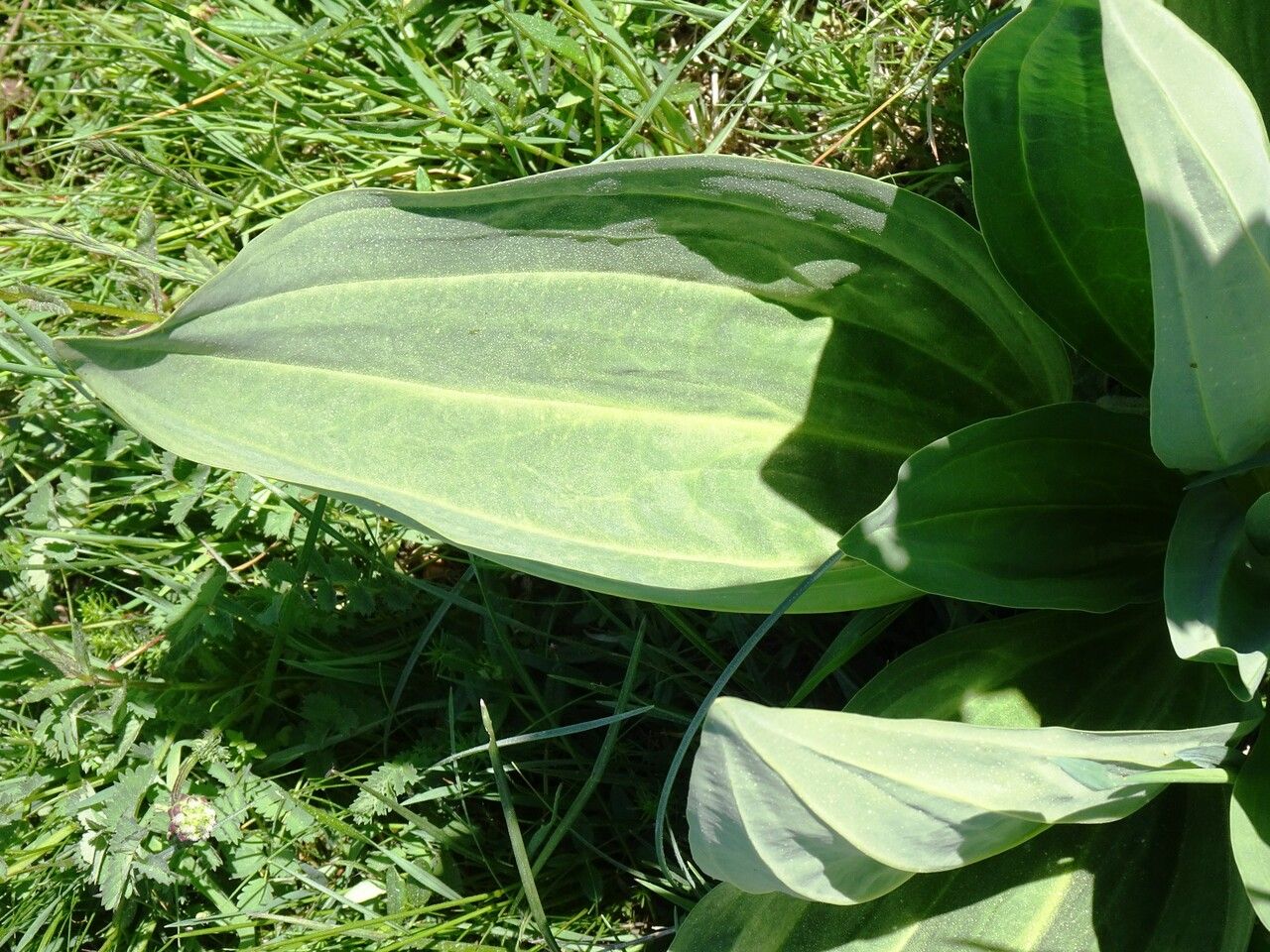 Gentiana lutea — search result for 'Gentianaceae'
