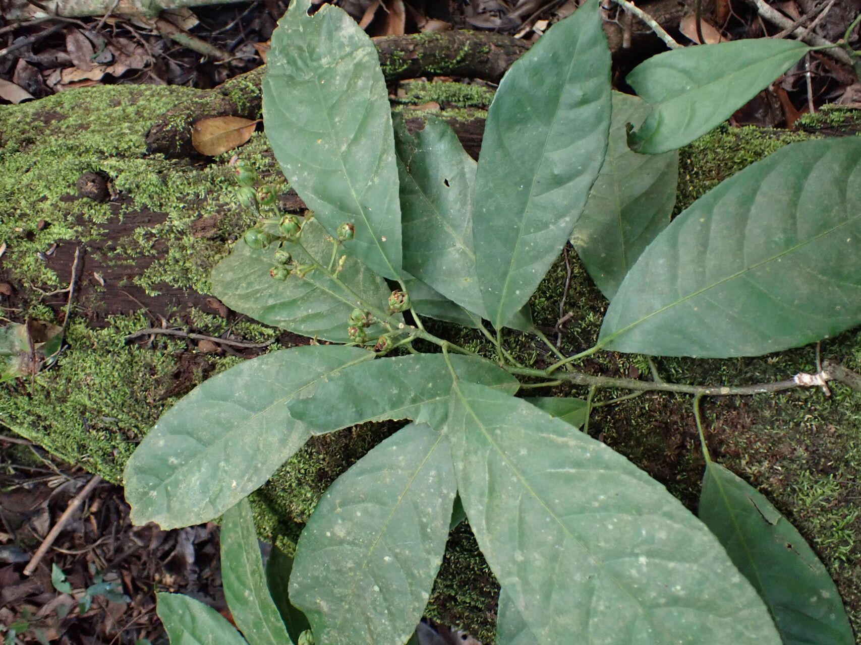 Rinorea welwitschii — houseplant care guide