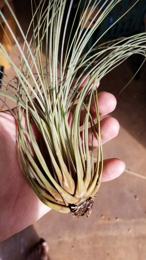 Tillandsia bartramii leaf