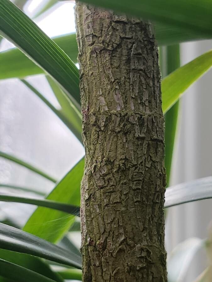 Cordyline stricta bark