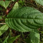 Impatiens glandulifera