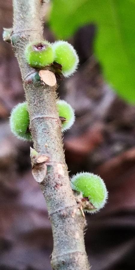 Ficus hirta fruit