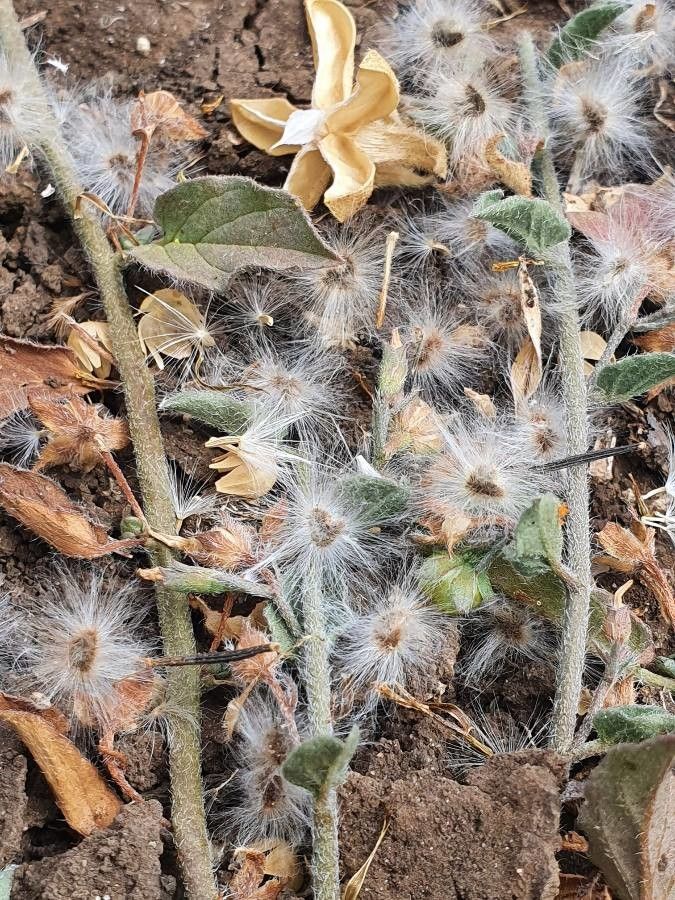 Evolvulus alsinoides fruit