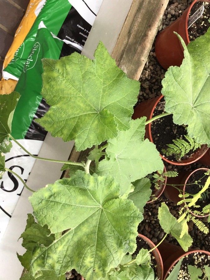 Corynabutilon vitifolium — search result for 'Abutilon'