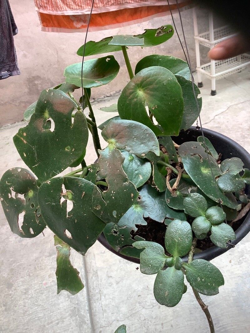 Peperomia peltilimba — search result for 'Peperomia'