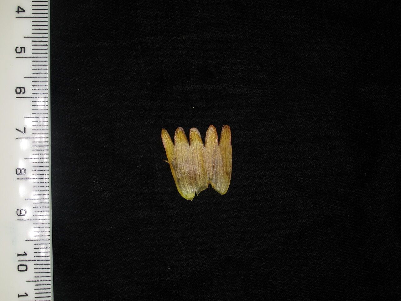 Aeschynanthus hookeri fruit