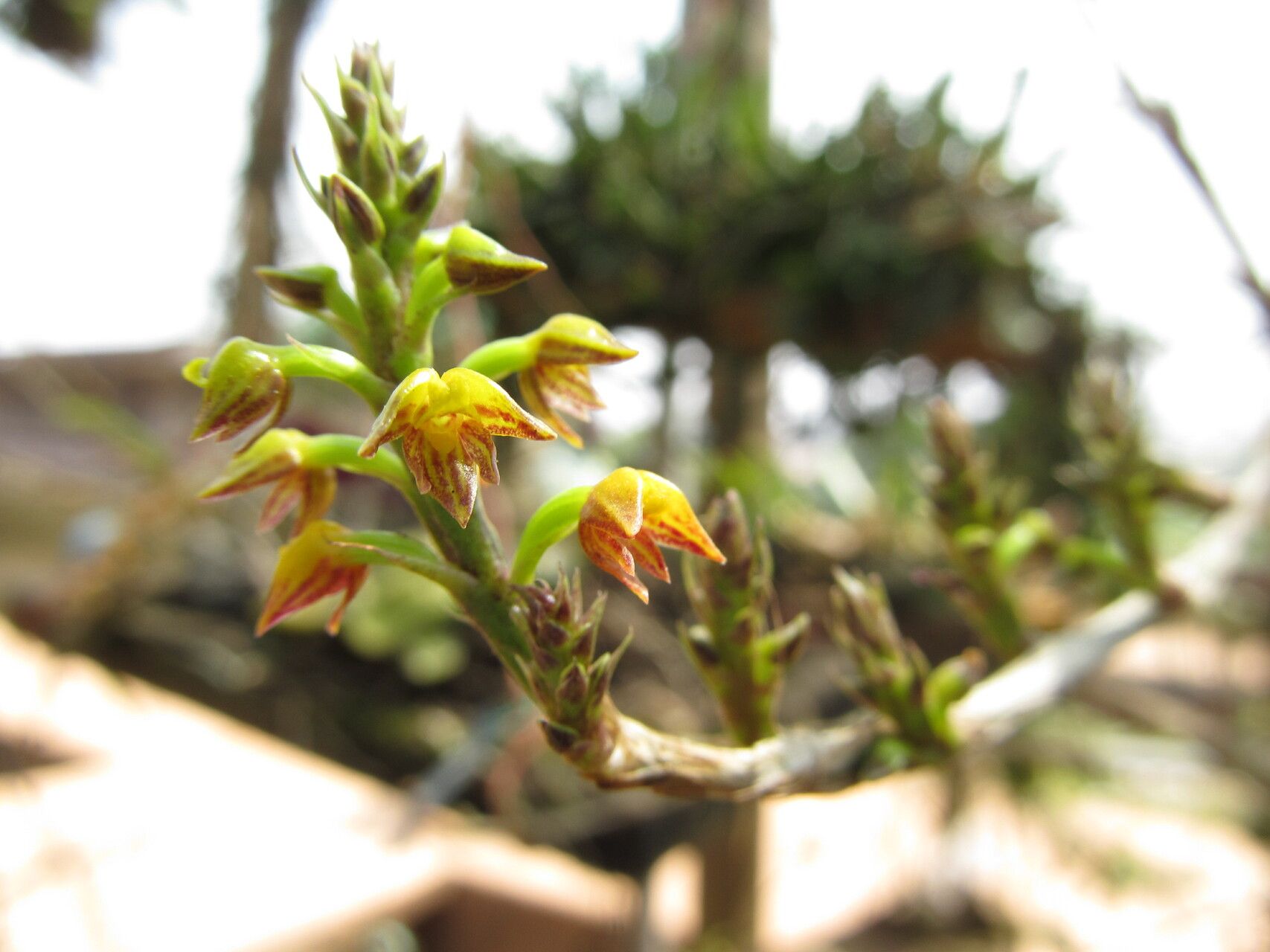 Polystachya steudneri flower