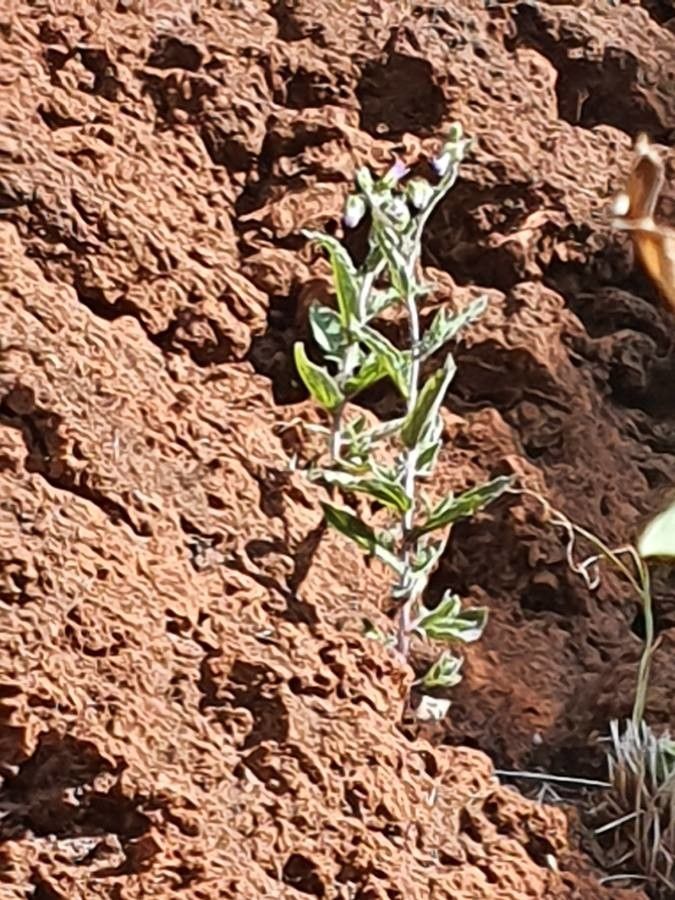 Campanula keniensis leaf