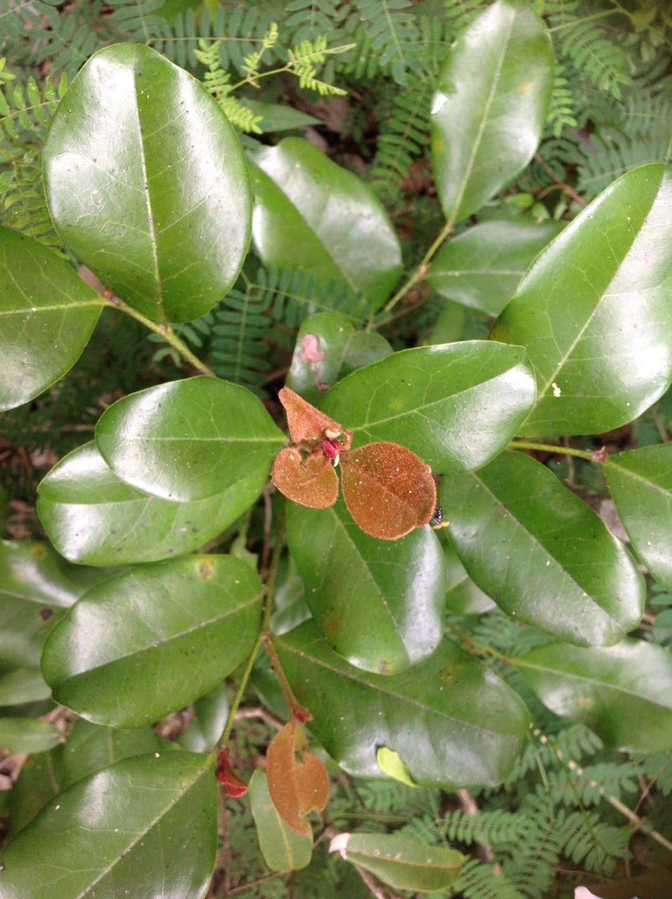 Diospyros yaouhensis — houseplant care guide