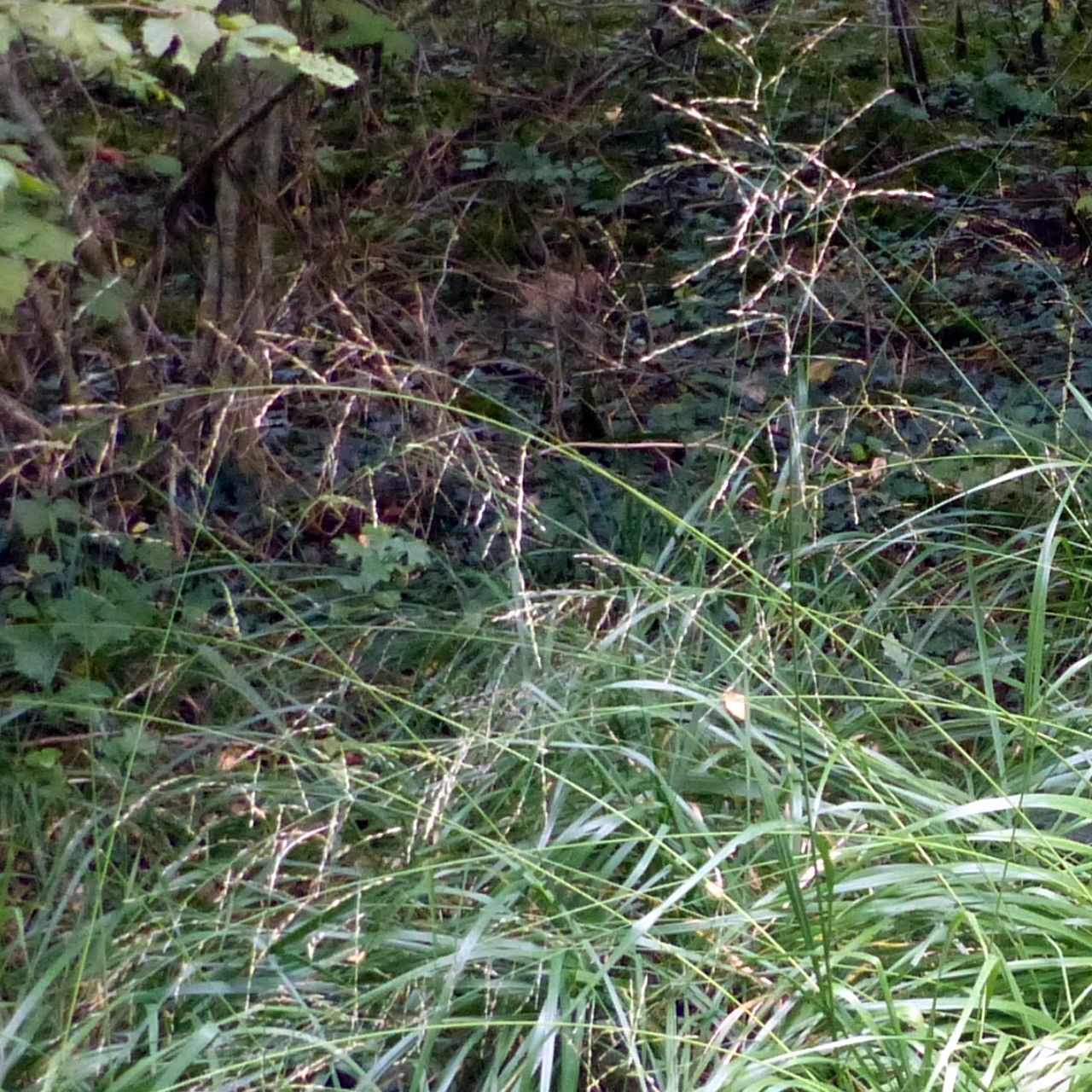 Drymochloa sylvatica leaf