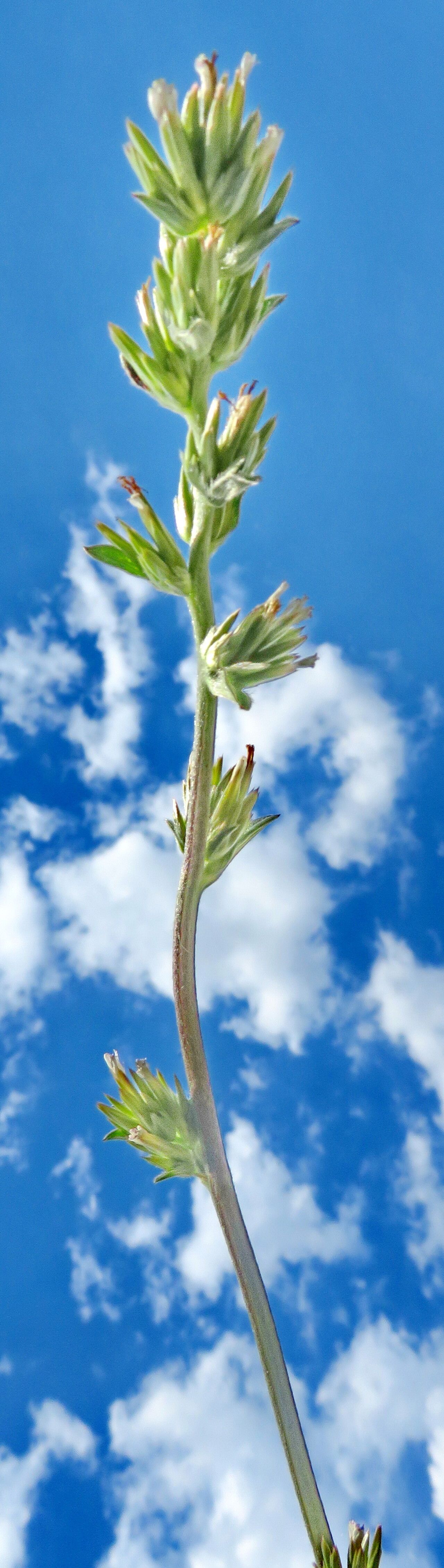 Castilleja attenuata habit