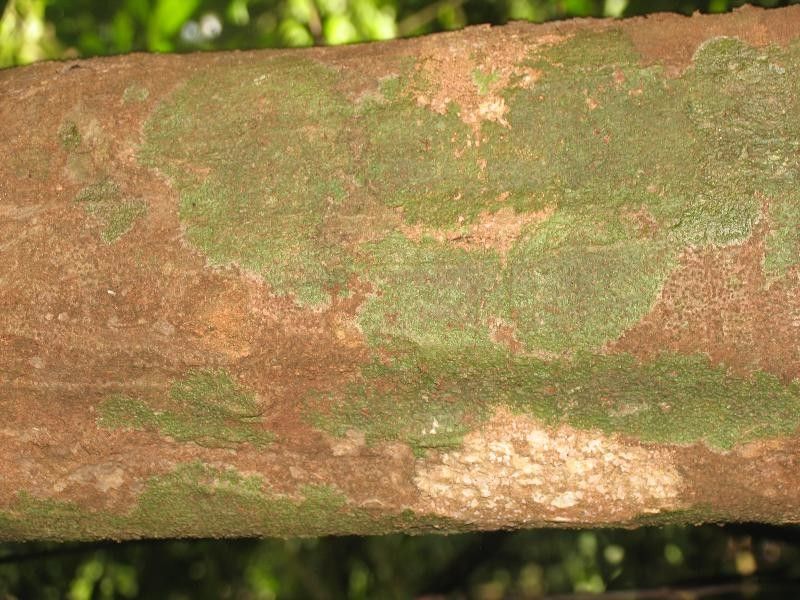 Protium aracouchini bark