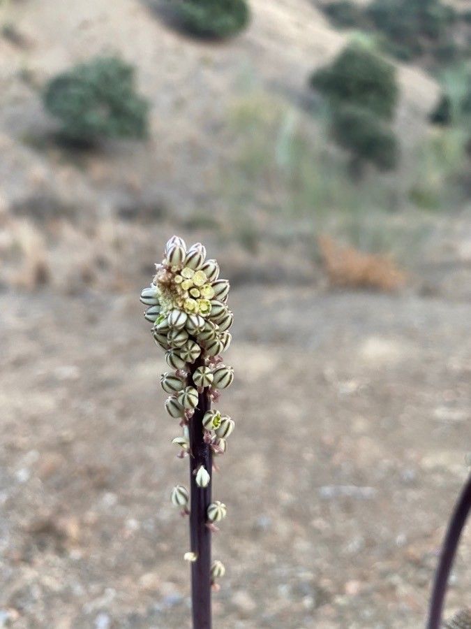 Drimia hesperia flower