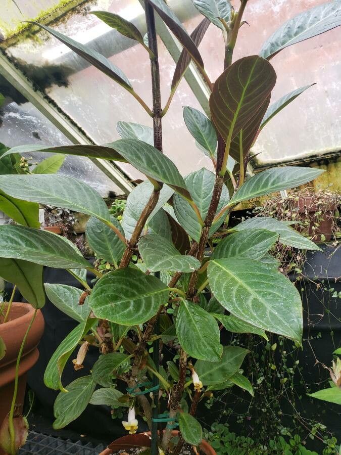 Drymonia ecuadorensis habit