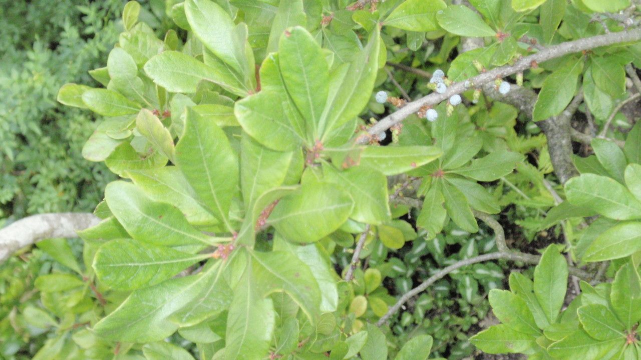 Myrica gale leaf