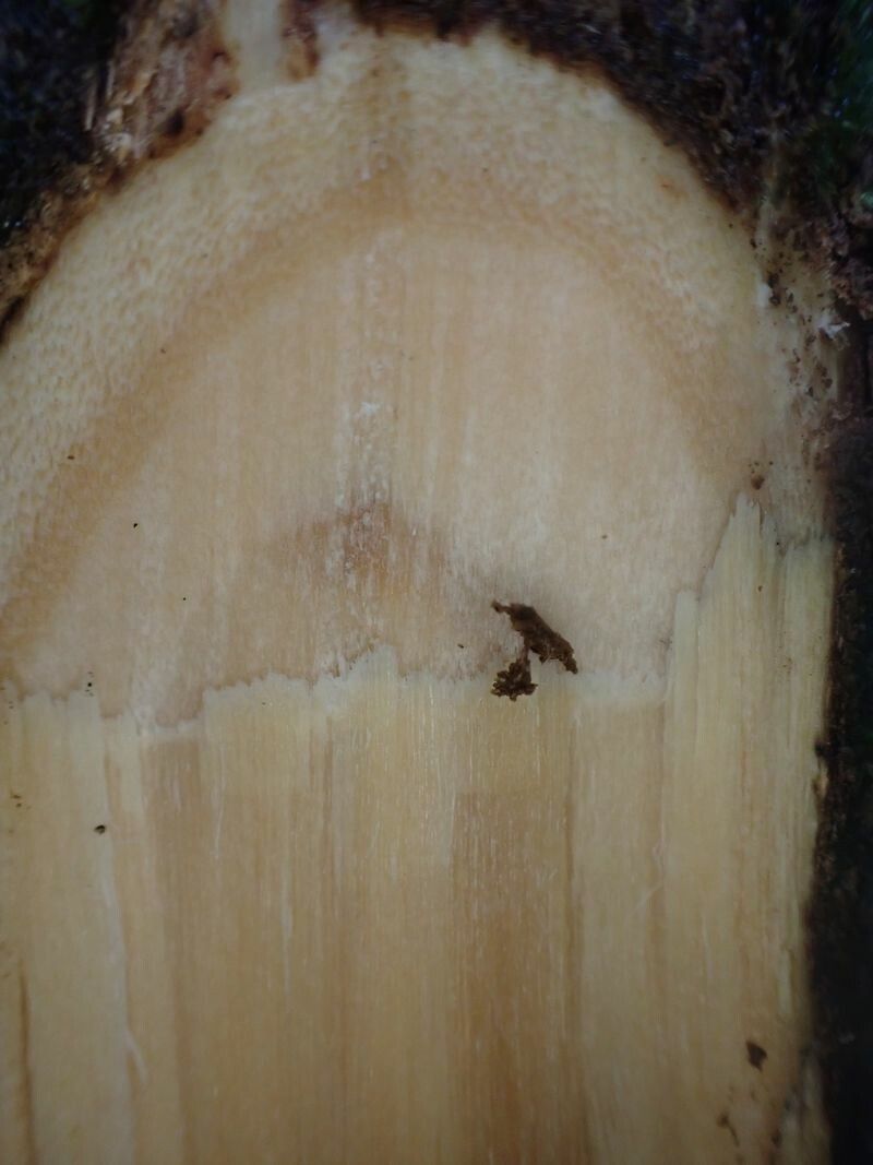 Pauridiantha floribunda bark