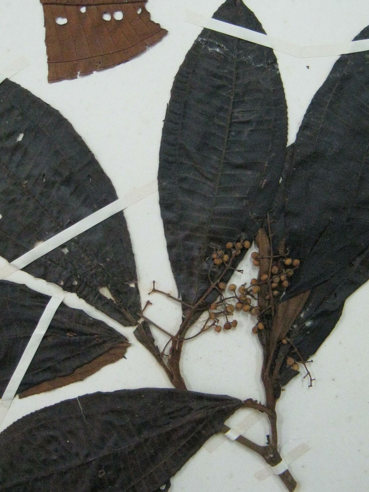 Miconia splendens other