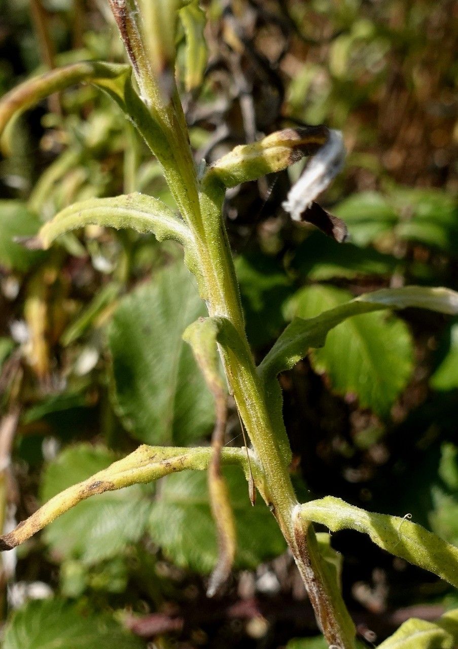 Pseudognaphalium undulatum bark
