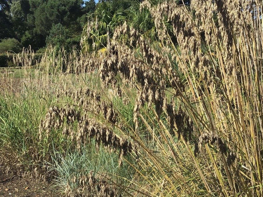 Ampelodesmos mauritanicus fruit