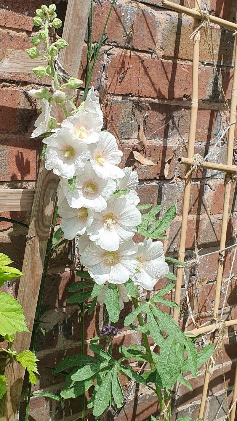 Alcea ficifolia flower