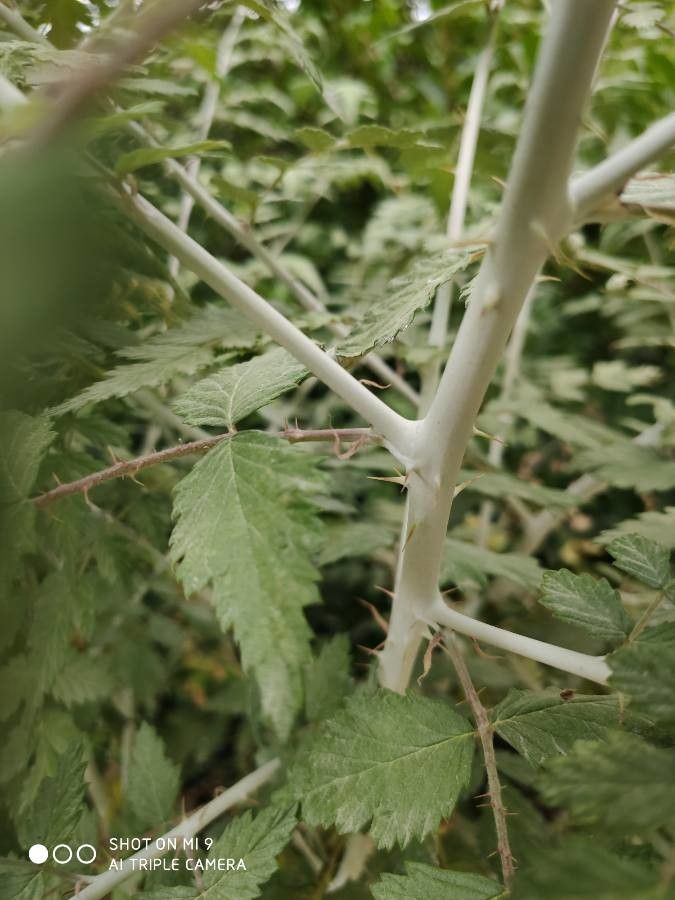 Sorbus x dacica bark