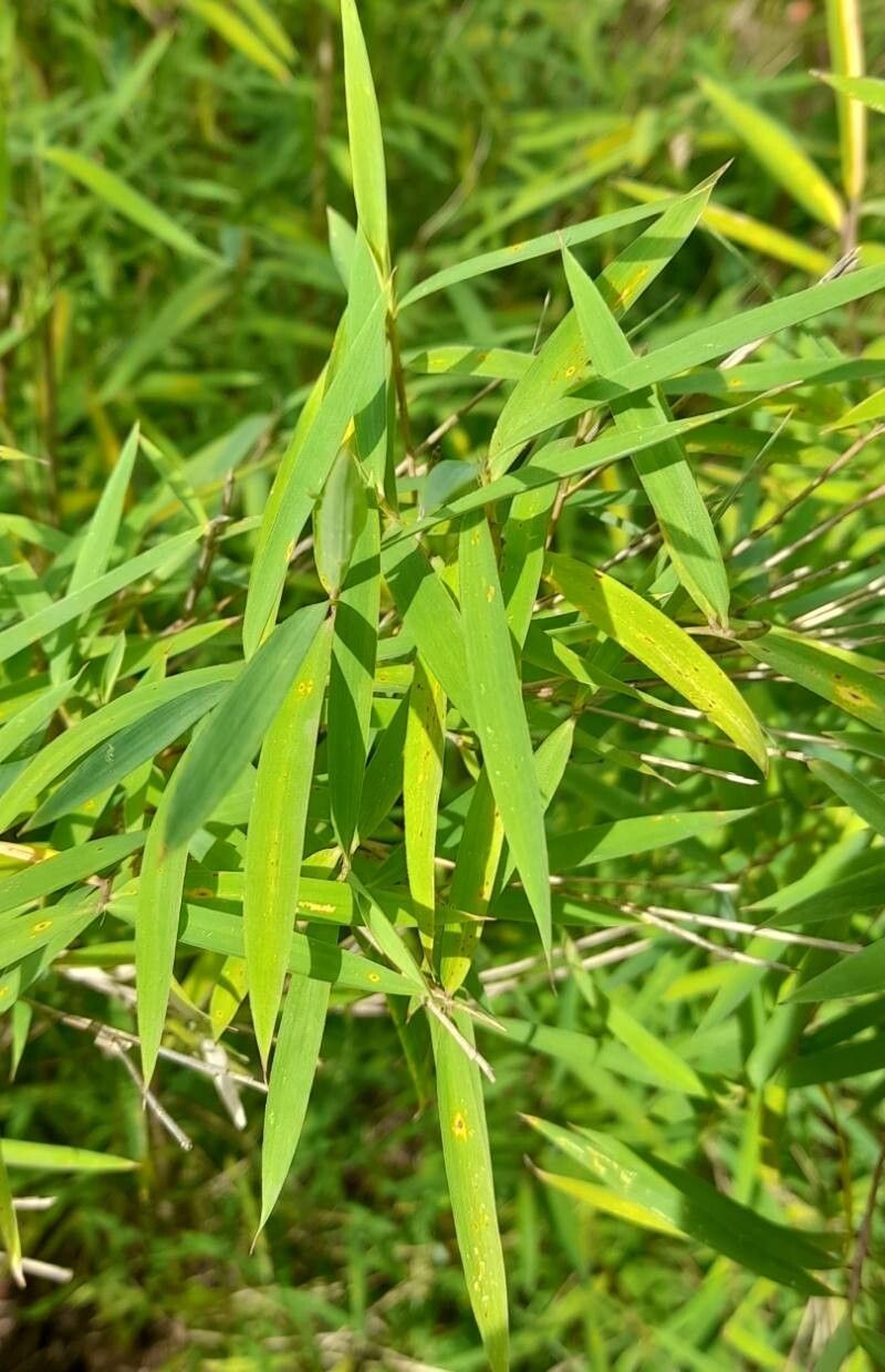 Yushania violascens — houseplant care guide