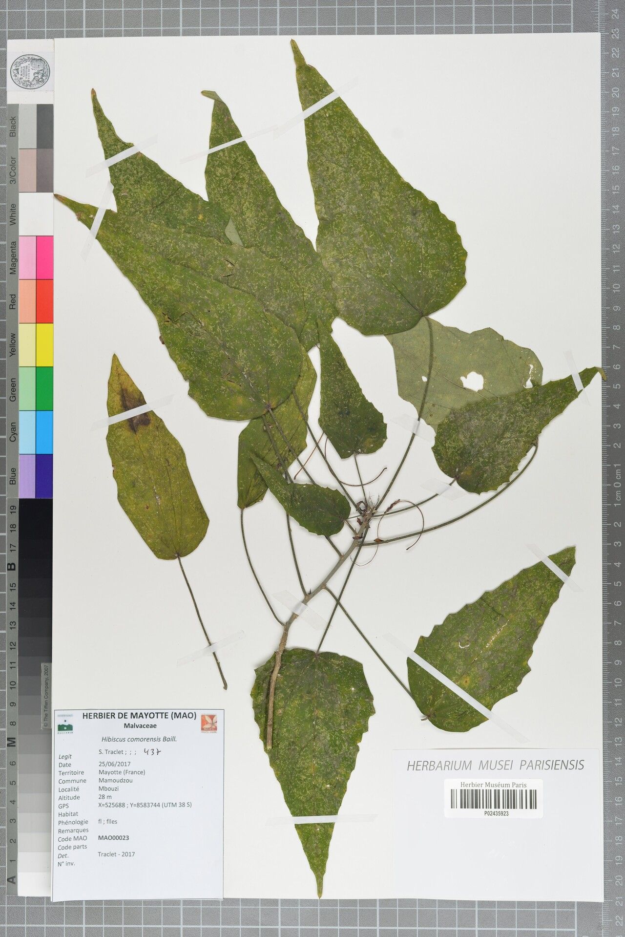 Hibiscus comorensis — houseplant care guide