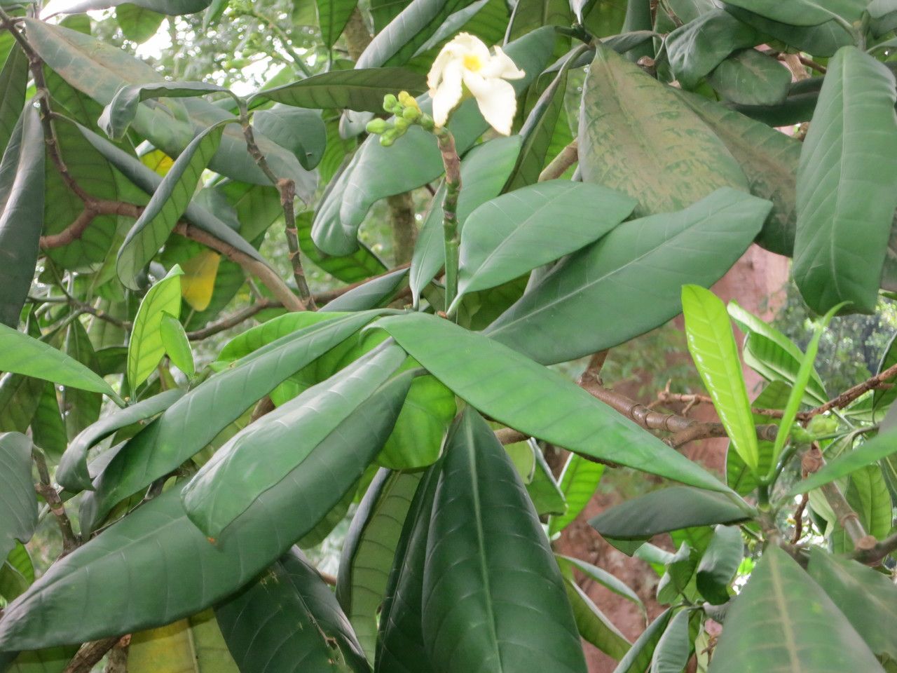 Tabernaemontana pachysiphon — search result for 'Tabernaemontana'