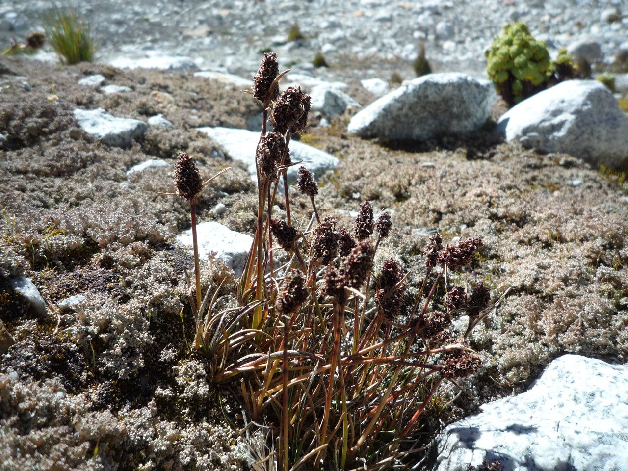 Luzula vulcanica habit