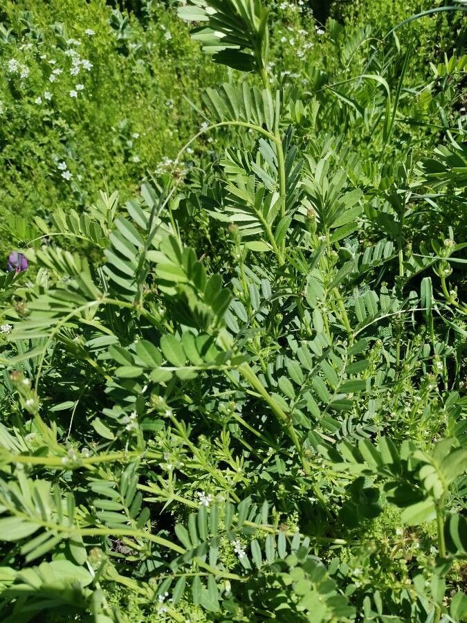 Vicia segetalis leaf