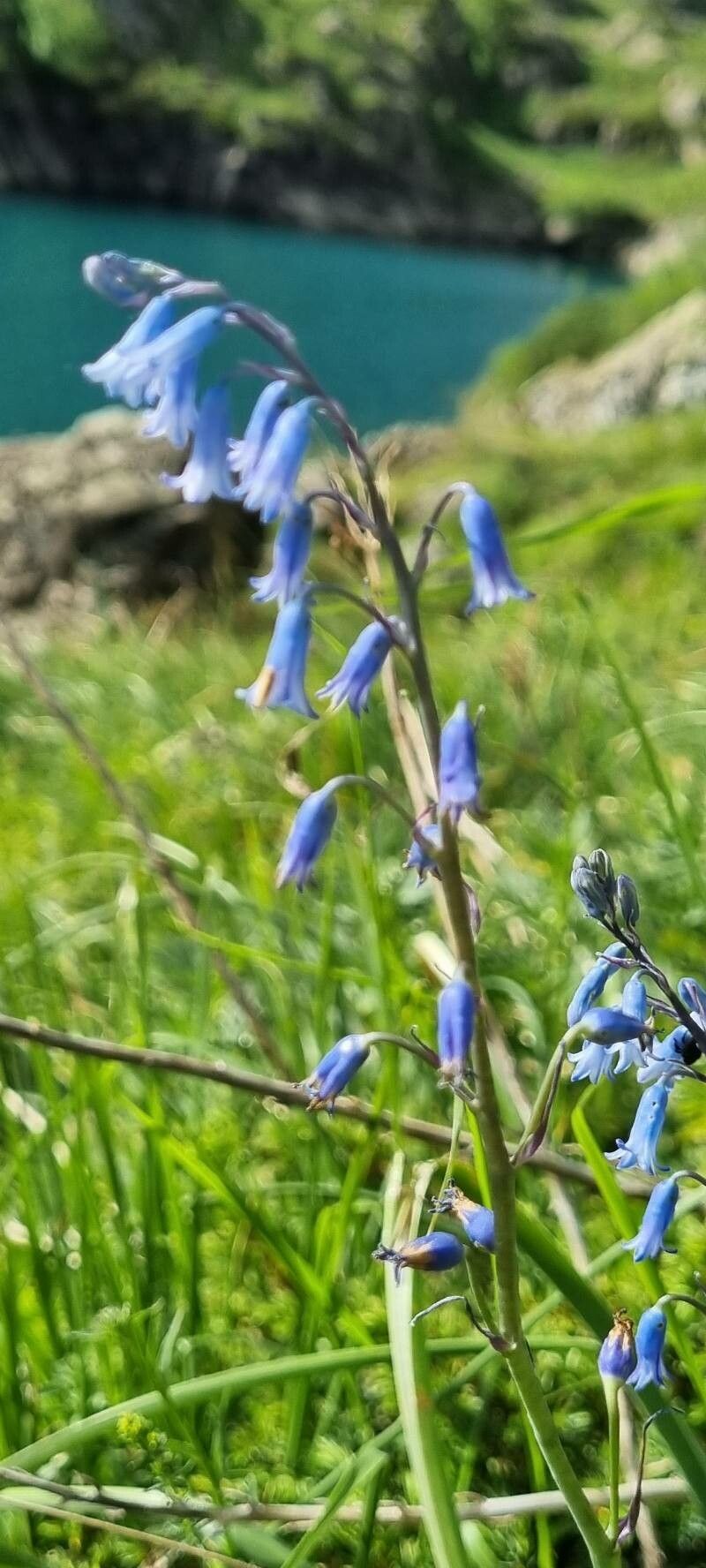Brimeura amethystina bark