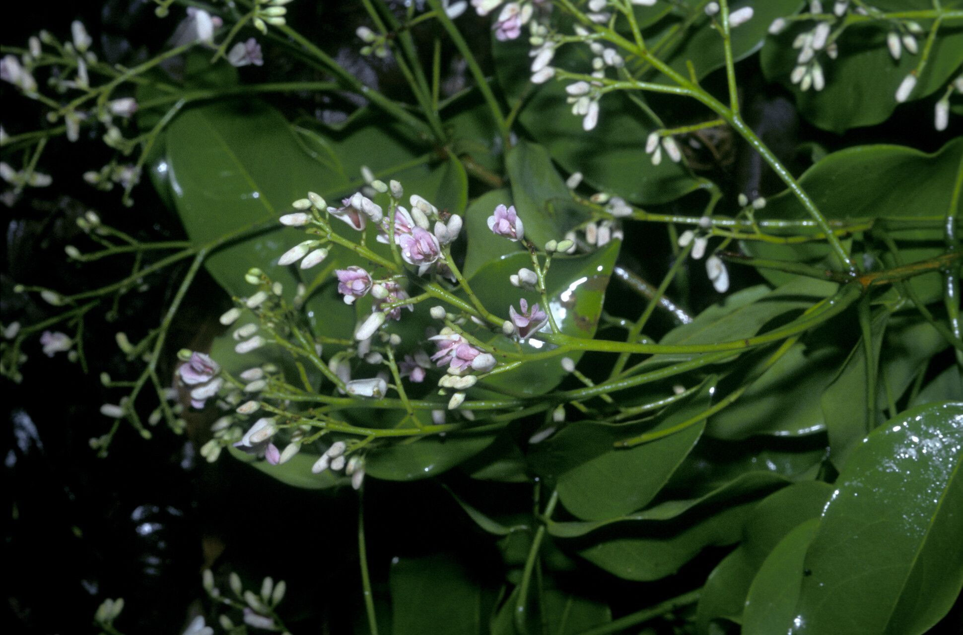 Dipteryx oleifera flower