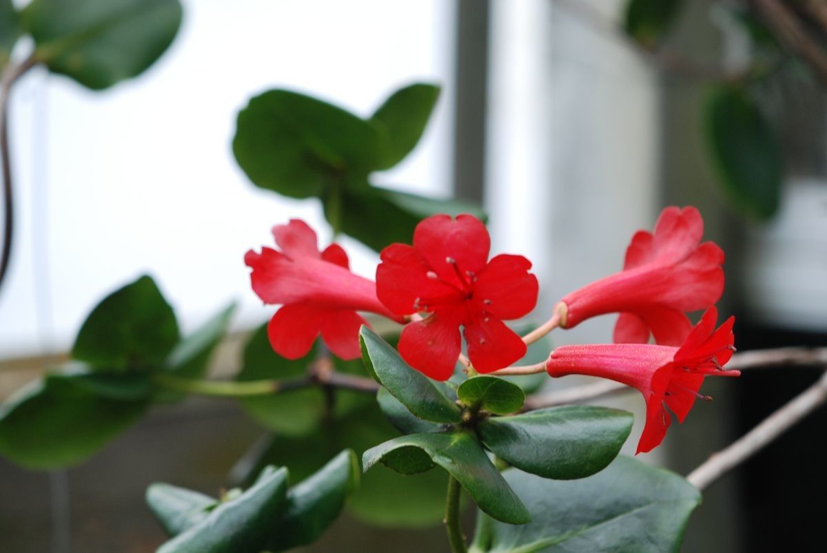 Rhododendron blackii flower
