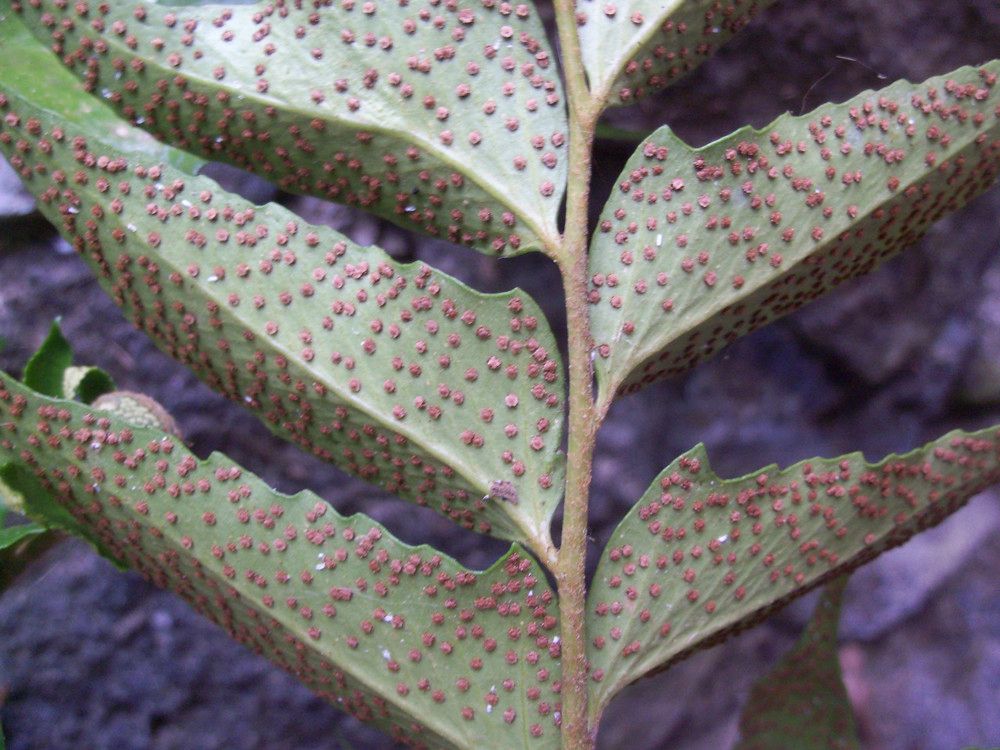 Cyrtomium micropterum — search result for 'Cyrtomium'