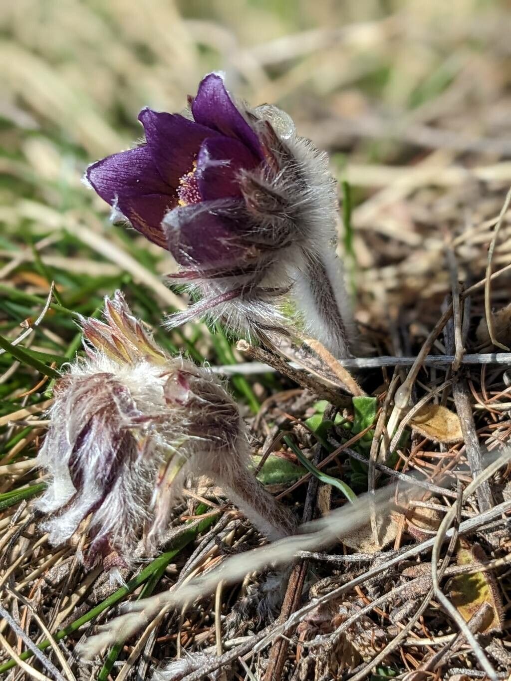 Pulsatilla montana flower