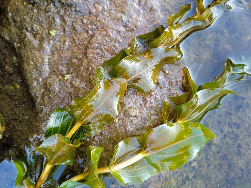 Potamogeton perfoliatus leaf