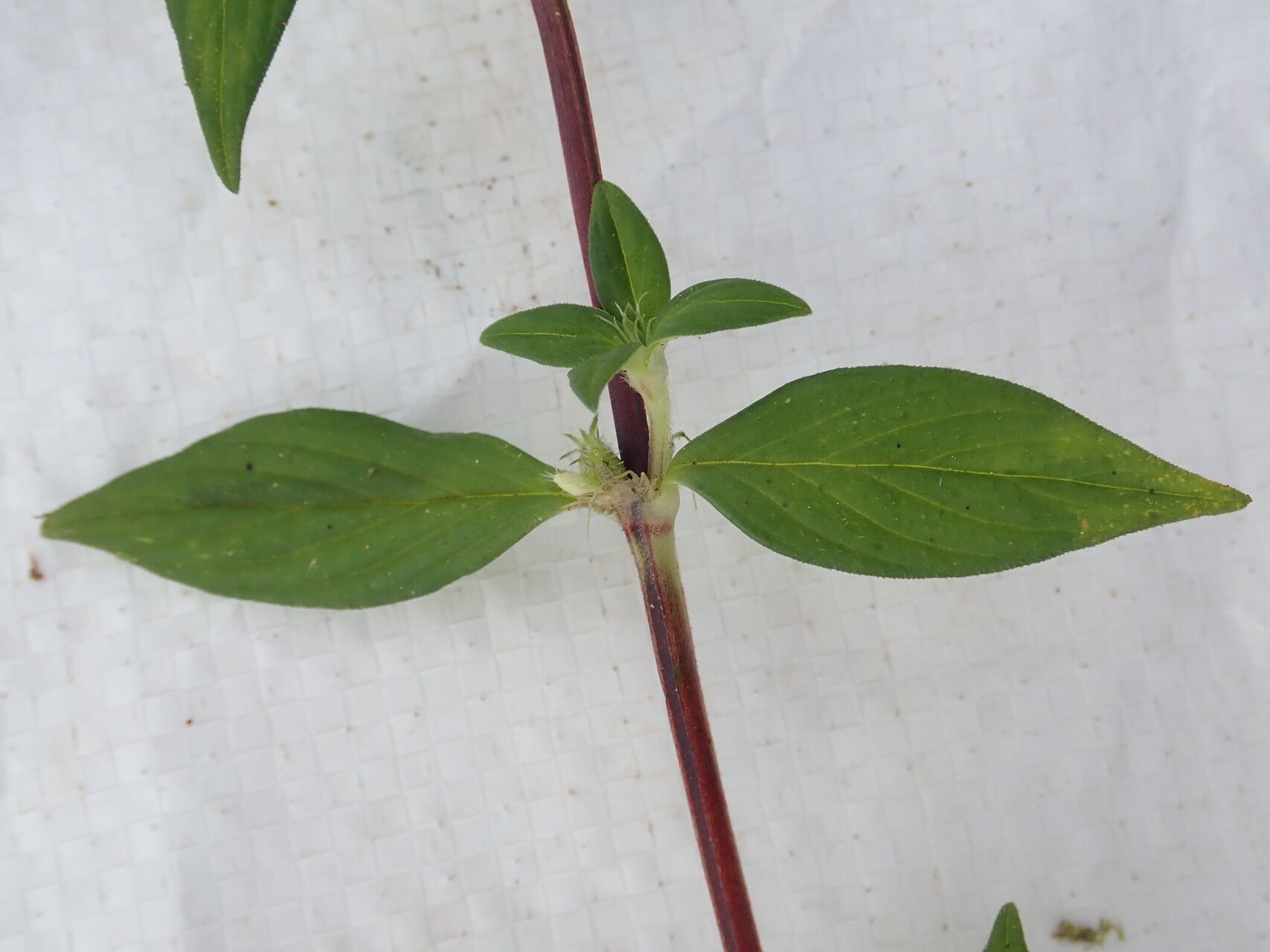 Spermacoce princeae — search result for 'Spermacoce'