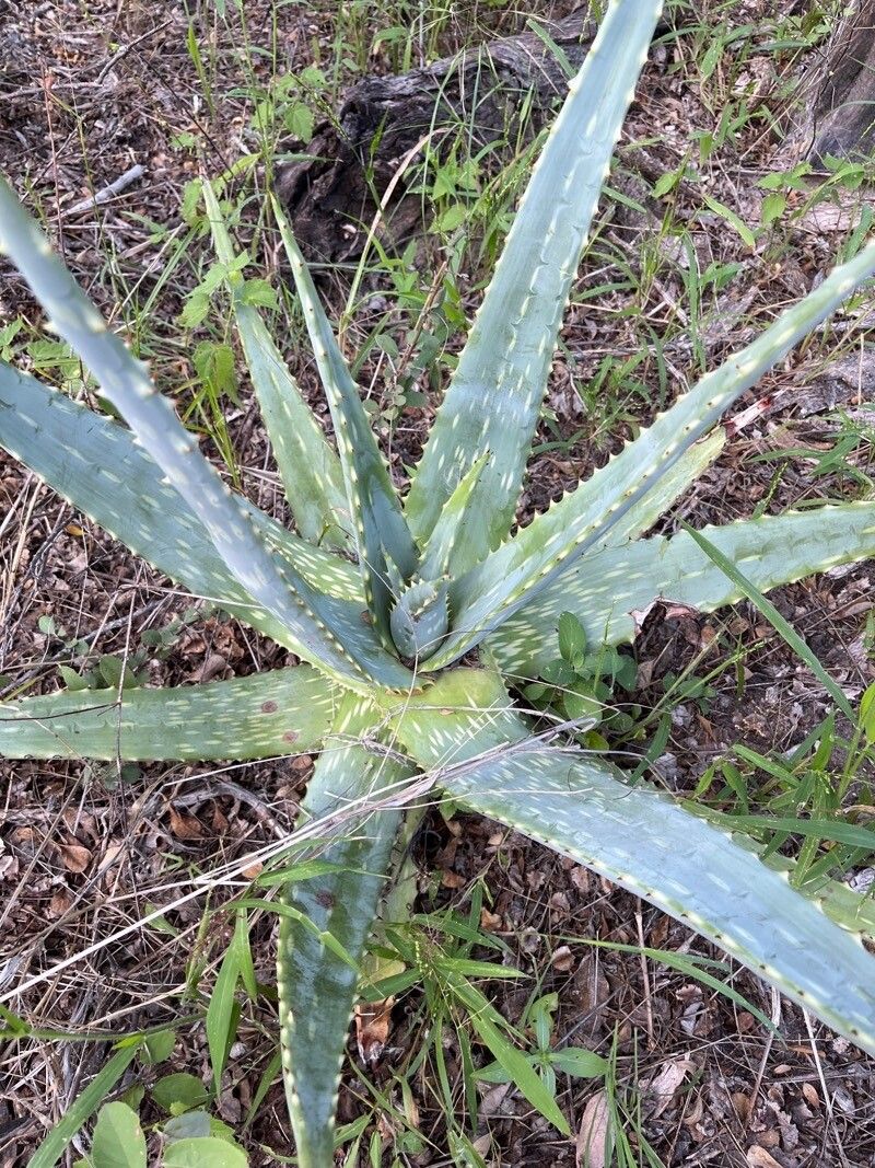 Aloe esculenta — houseplant care guide