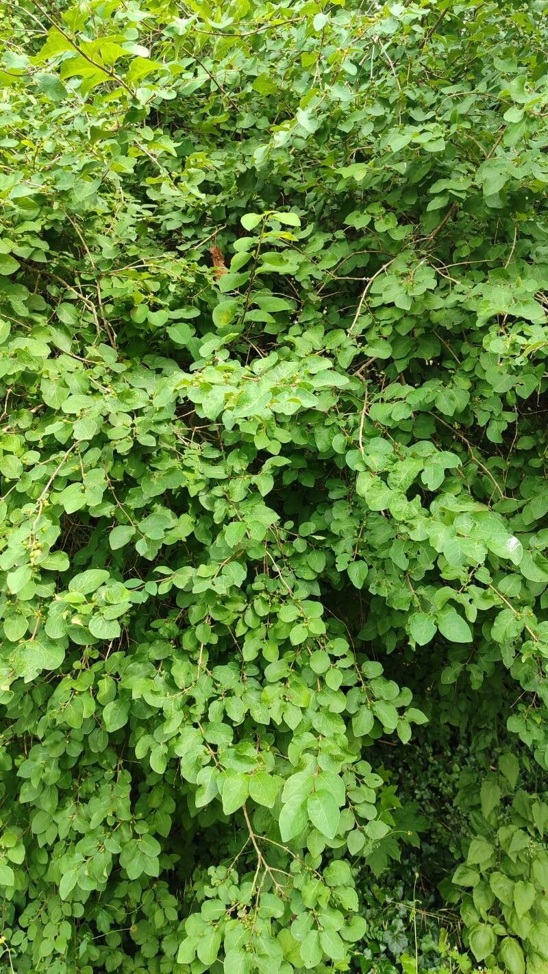 Lonicera iberica habit